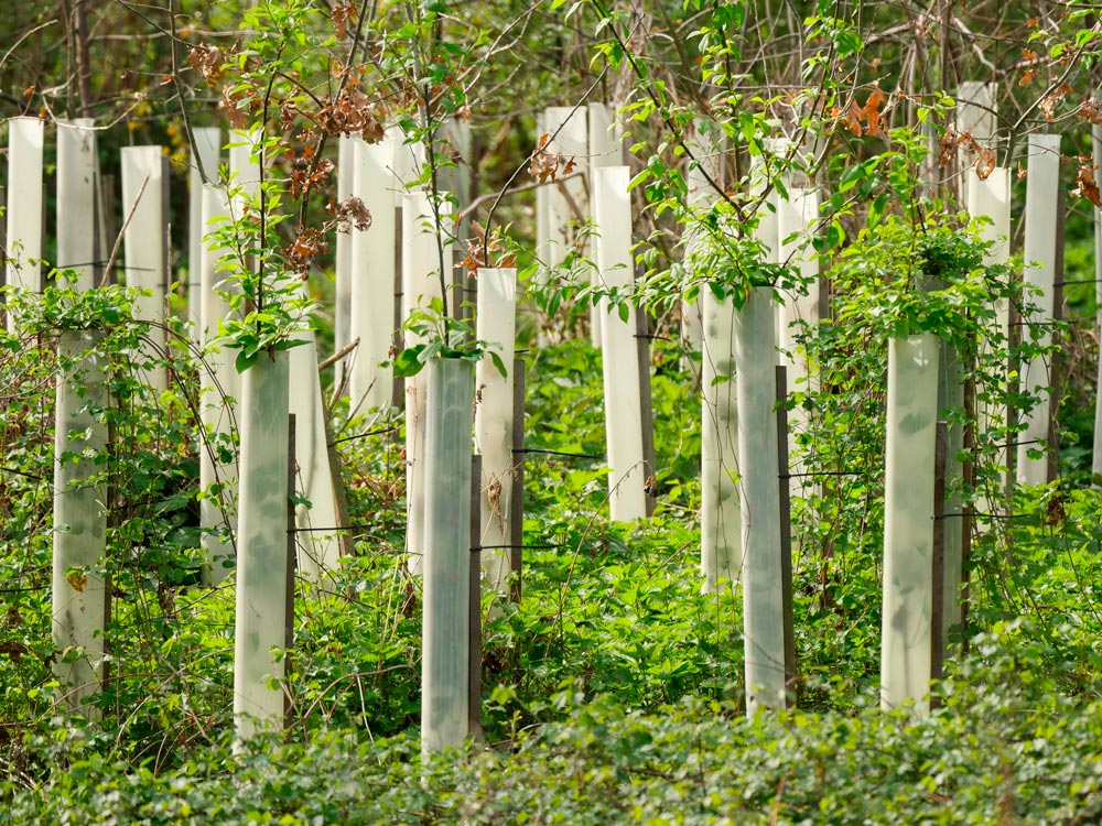 Nos livres plantent des arbres_Les Editions Bleu et Jaune